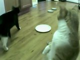 Cat Vs. Automatic Feeder