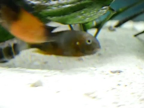 bemba gold o.b çiftleşme 2