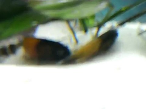 bemba gold o.b çiftleşme 3