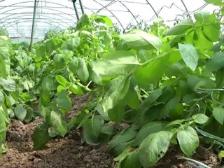 Cocumont: De ferme en ferme