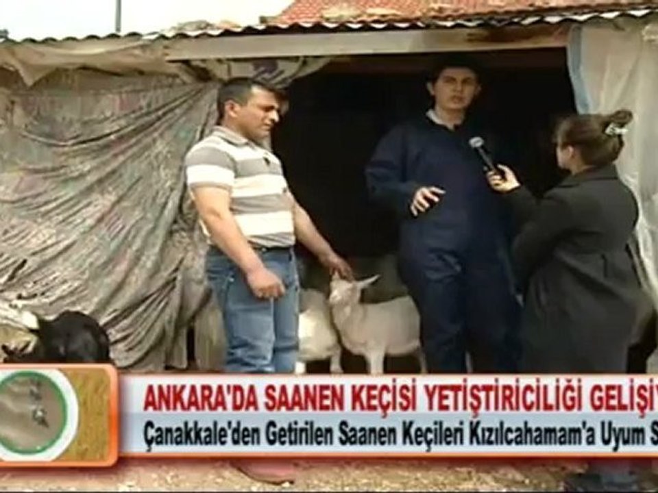 ANKARA’DA SAANEN KEÇİSİ YETİŞTİRİCİLİĞİ GELİŞİYOR 30.04.2012