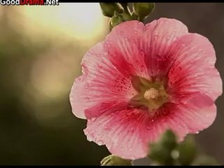 the_rose_-_17_part_3