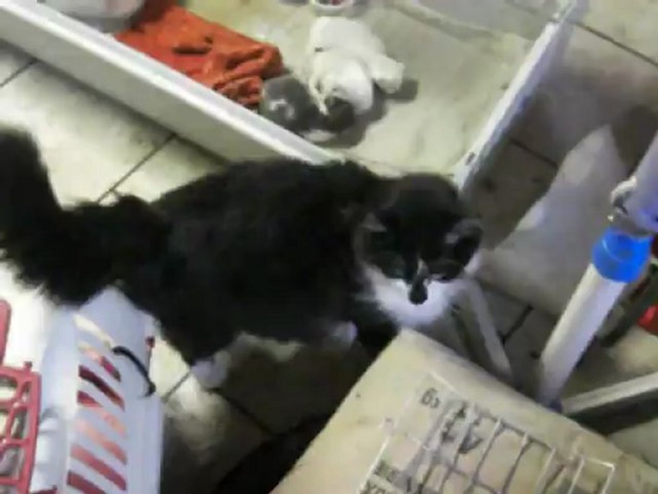 Minette et ses 3 bébés sortis de la rue
