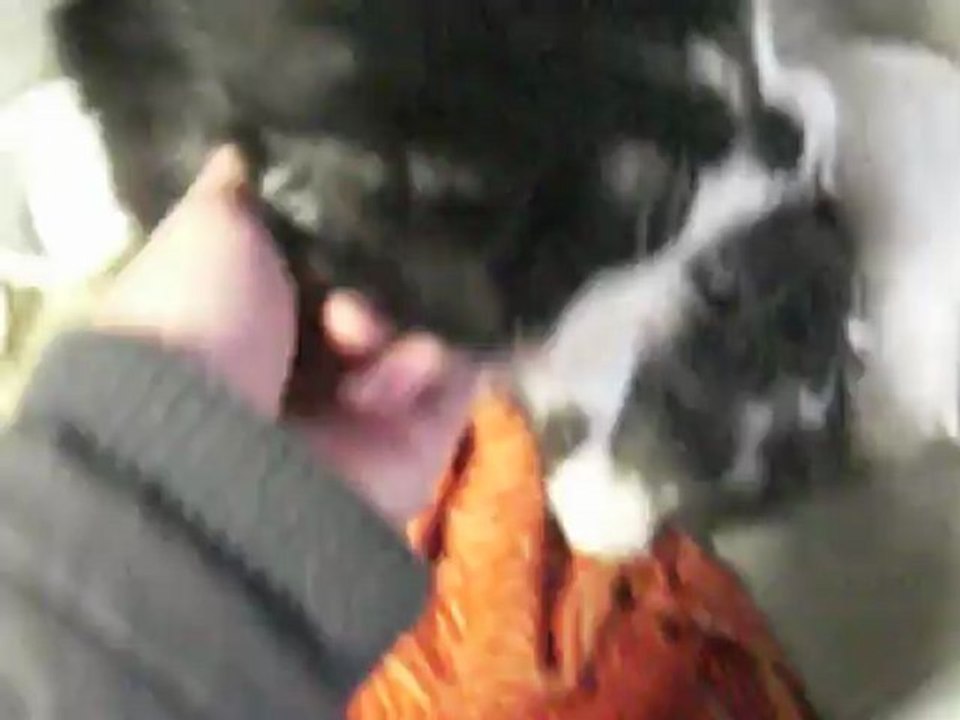 Minette et ses bb