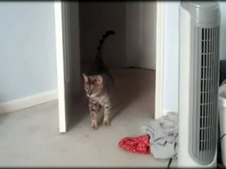 Nicolas Sarkozy: Sa réélection fait peur aux chatons.