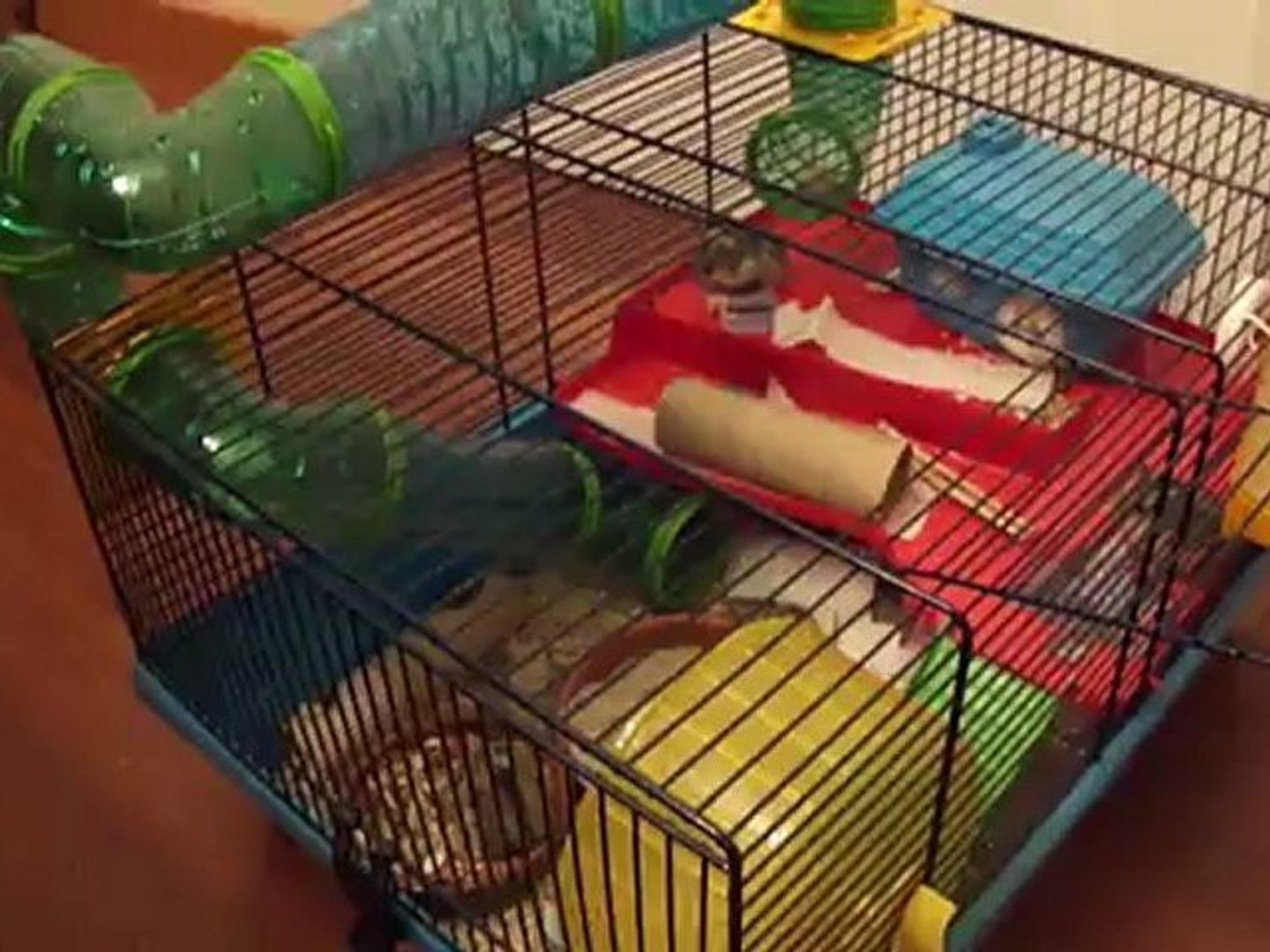 ⁣20120424-hamsters-01819