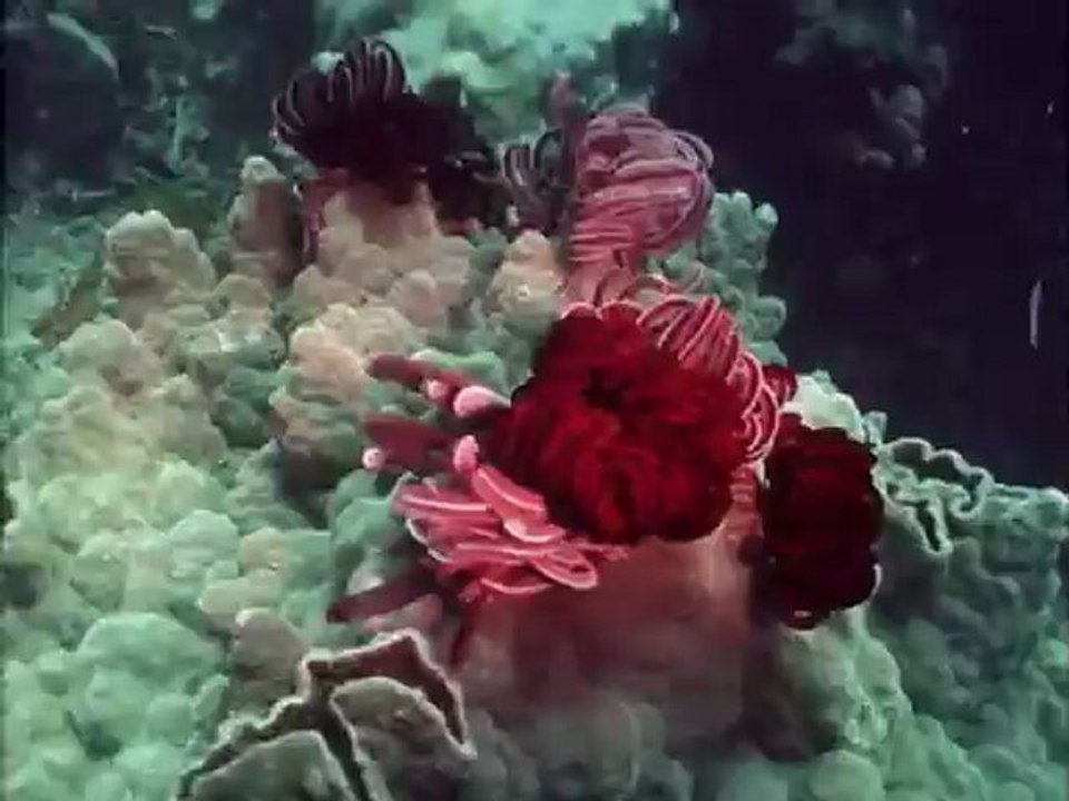 Testépítes  - David Attenborough: Élet a Földön...