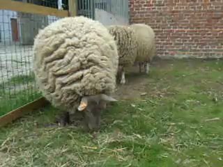 Les fifilles - 27 avril 2012