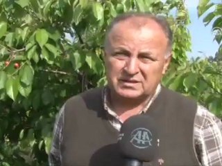 Türkiye kiraz üretiminde dünya lideri