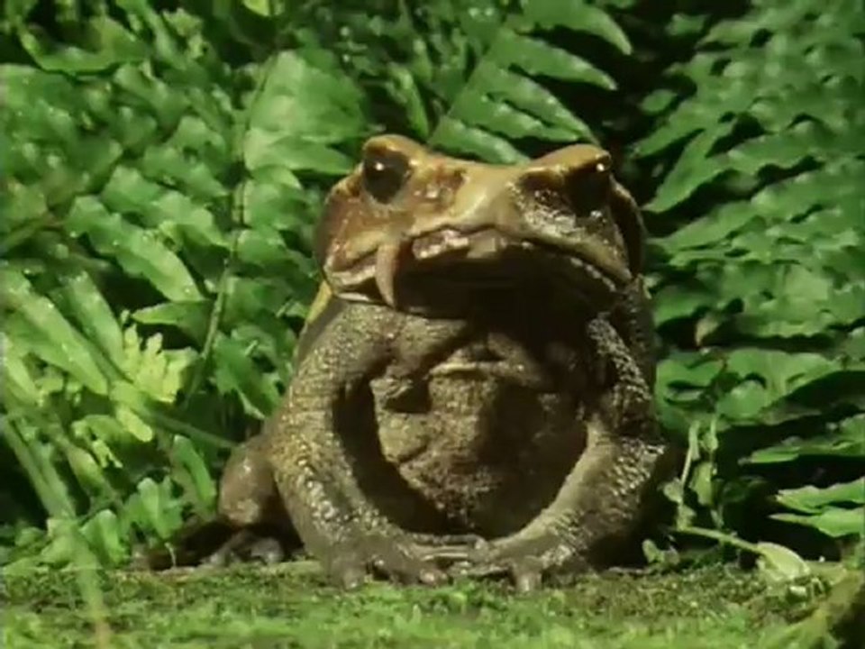 Partraszállás -  David Attenborough: Élet a Földön 6/13
