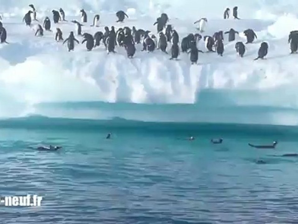 Manchots sautent sur un iceberg version Jump Kriss Kross