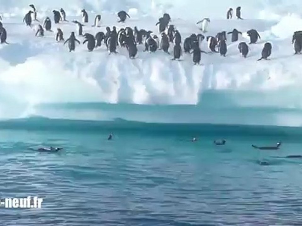 Des manchots jump sur un iceberg