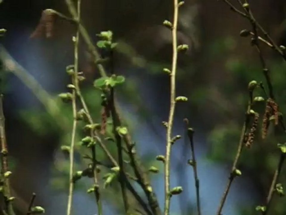 Levegő urai - David Attenborough: Élet a Földön 8/13
