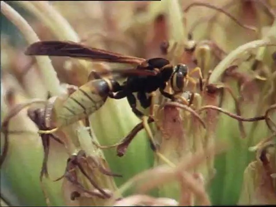 Téma és variációk - David Attenborough: Élet a Földön 10/13