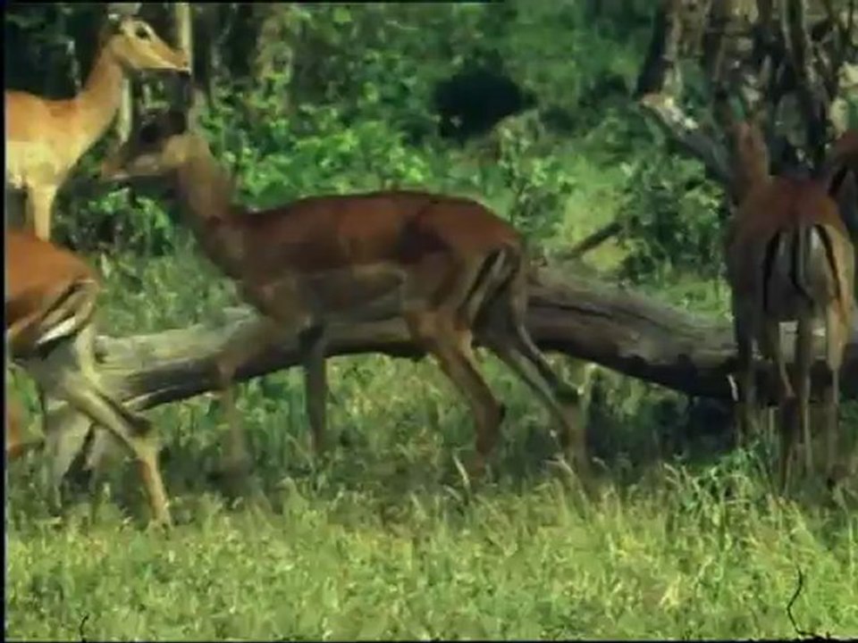 Üldözők es üldözöttek - David Attenborough: Élet a Földön 11/13