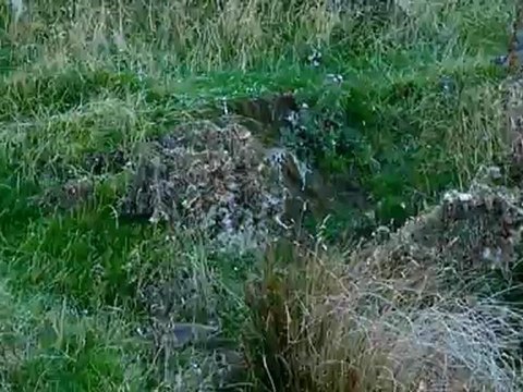 Manchots à oeil jaune - NZ