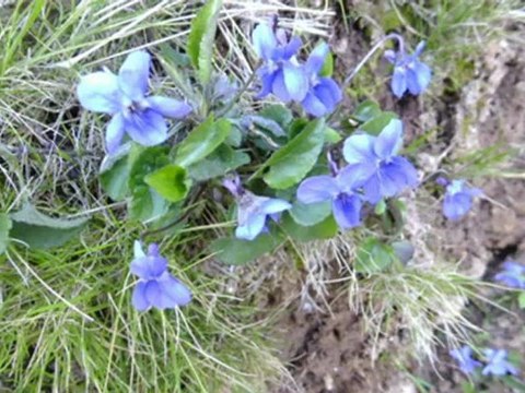 chanson corse avec de très belles images de la corse