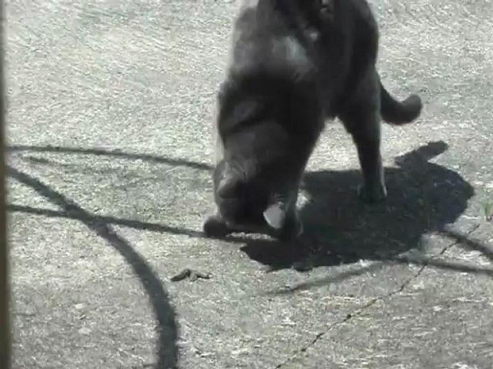 Lulu sauveteur secouriste de lézard