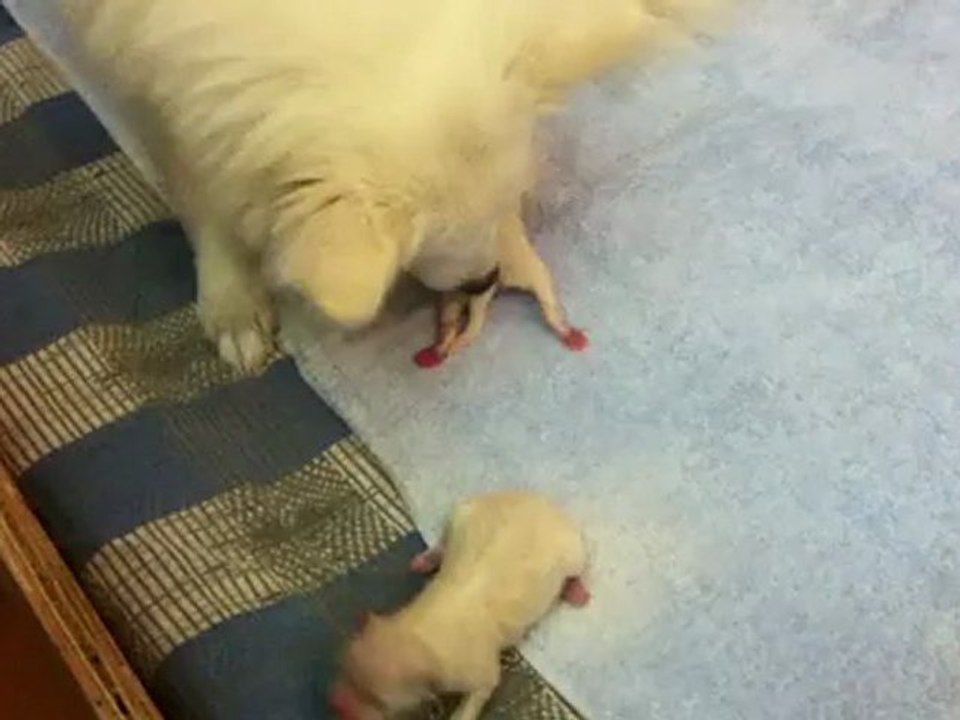 Cara & her puppies