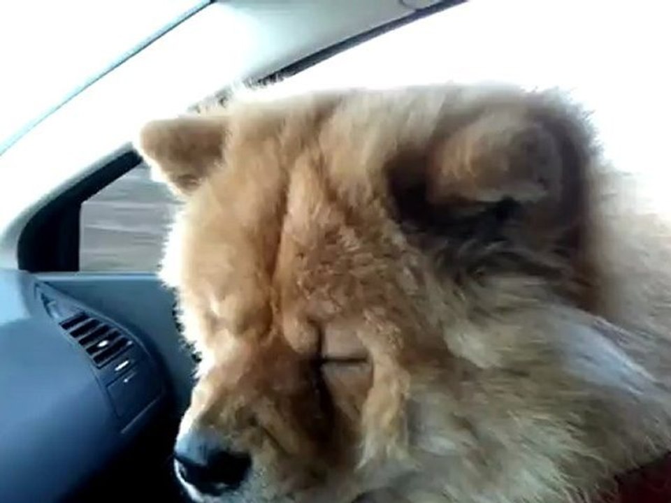 Fiona (chowchow)