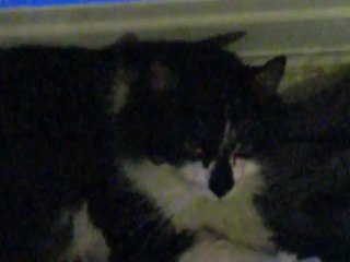 Minette sorti de la rue et ses 3 bb nés le 17/04/12