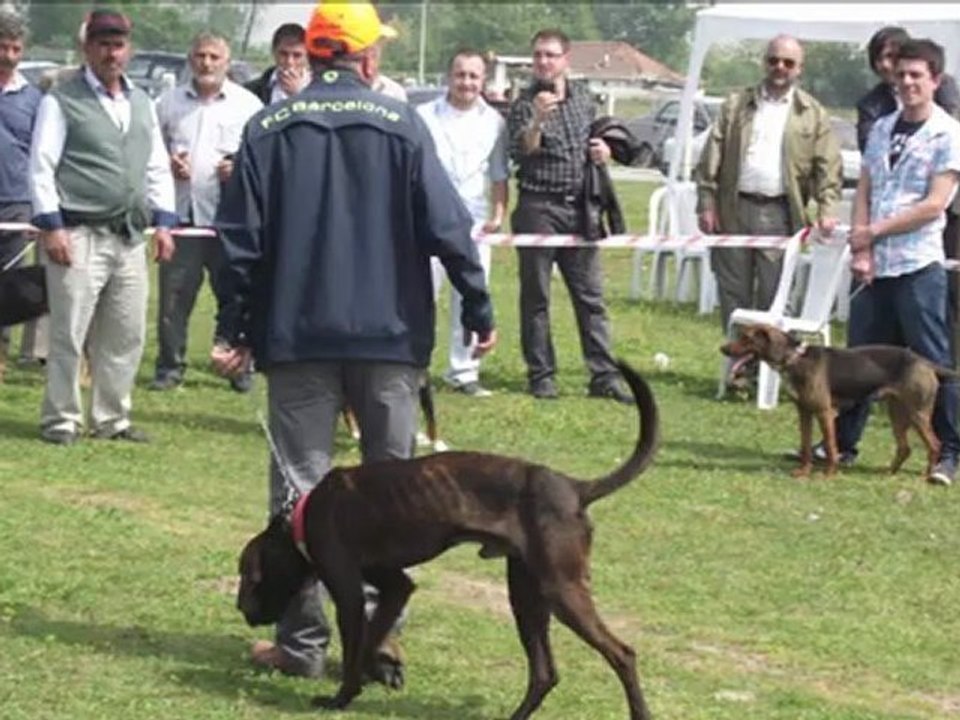 Sakarya fermalı av köpekleri mera yarışması nisan 2012