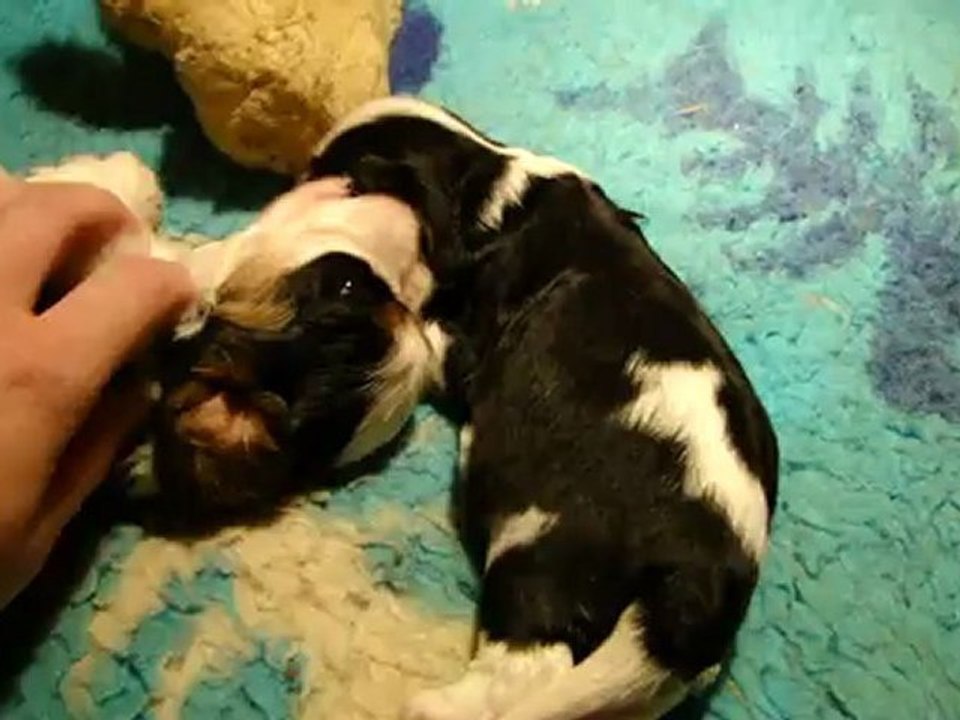 Mes bébés
