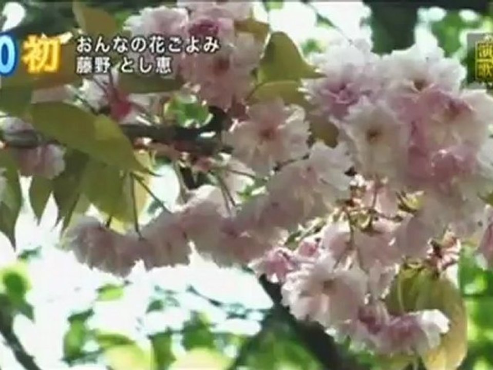 おんなの花ごよみ 藤野とし恵