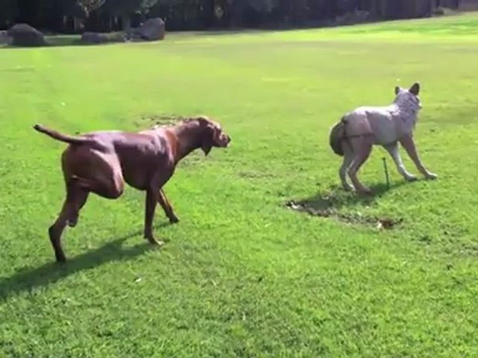 Chien chasse au ralenti un faux loup