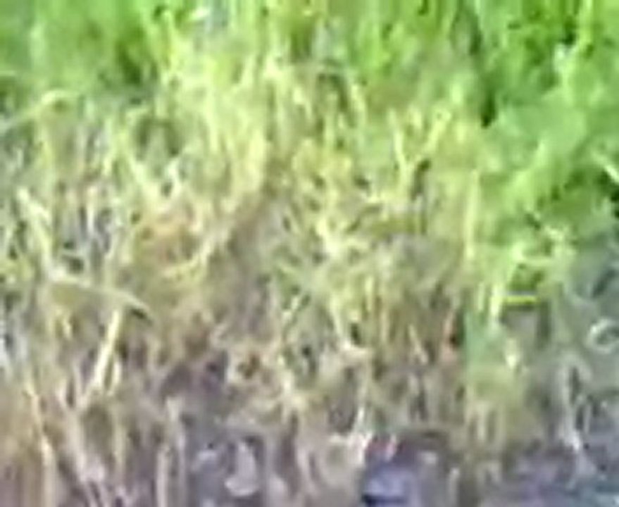 فري برس حماه المحتلة ريف حماة قسطون  فيديو يظهر أثار القصف 2012 4 29 Hama