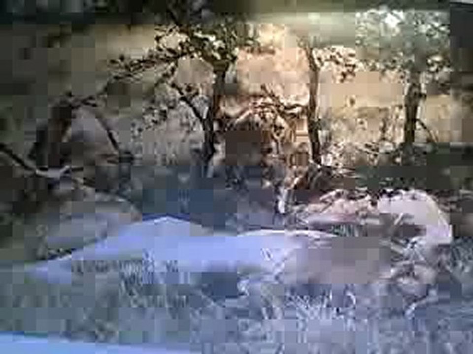 Lions d'Afrique en voie de disparition