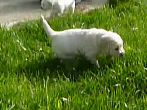 premiere sortie dans le jardin des bébés golden