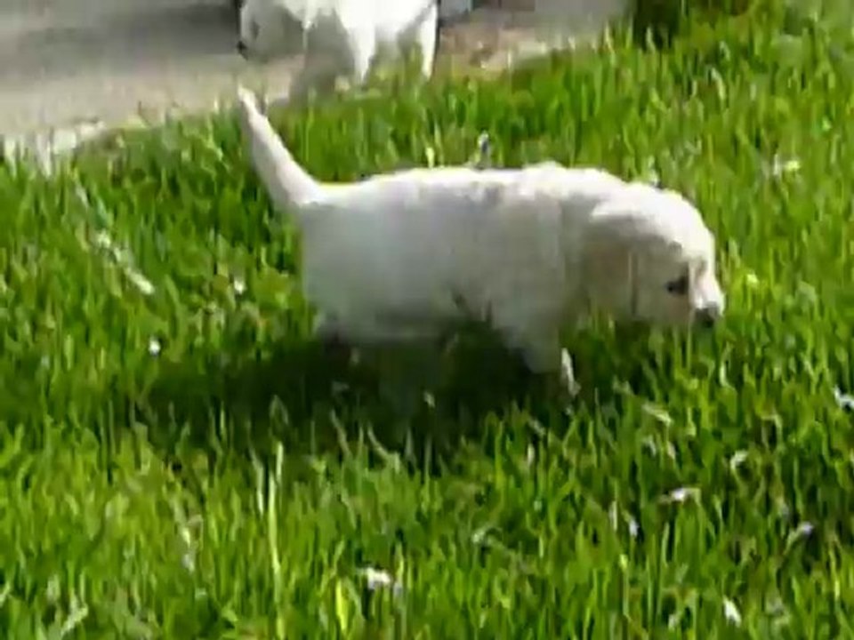 premiere sortie dans le jardin des bébés golden