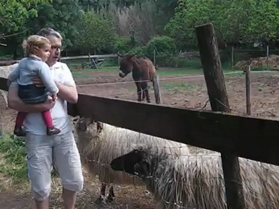 Elise et les moutons