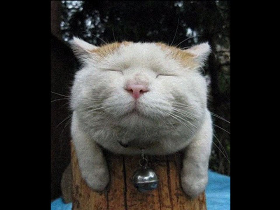 La 101ème avec des chats