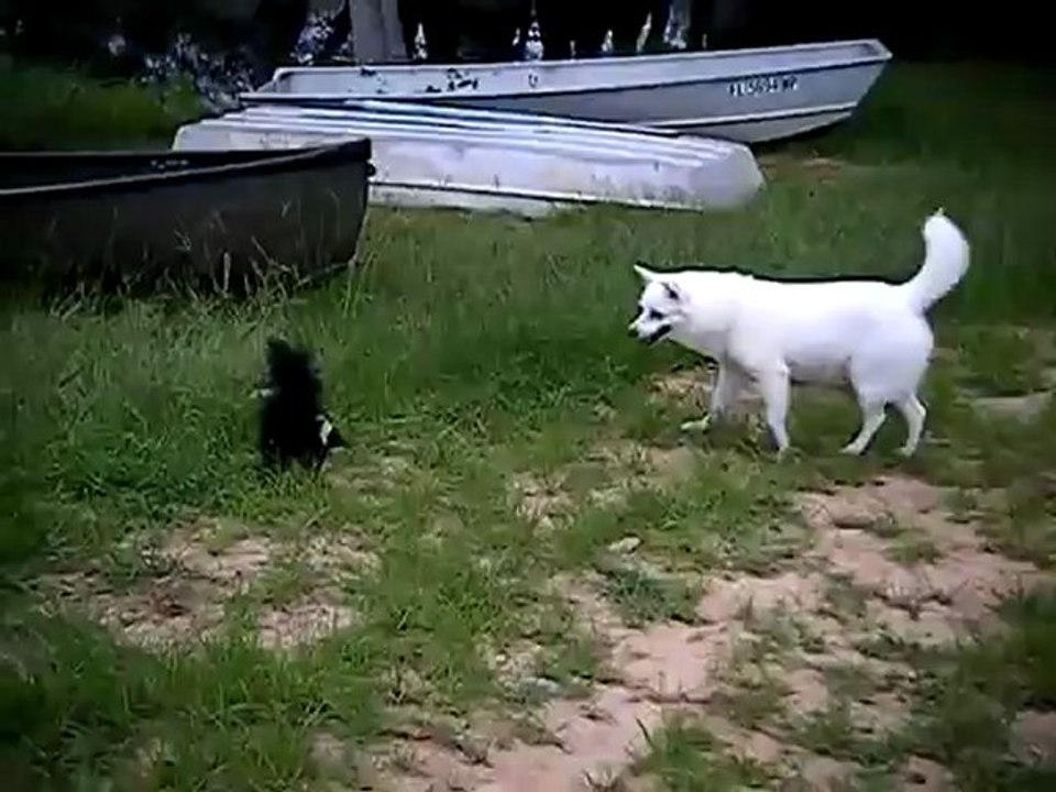 Chien Vs. Putois