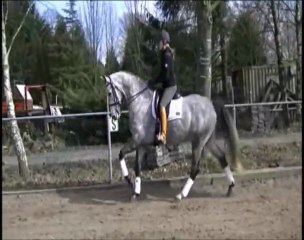 6 yr gelding 161hs video 3