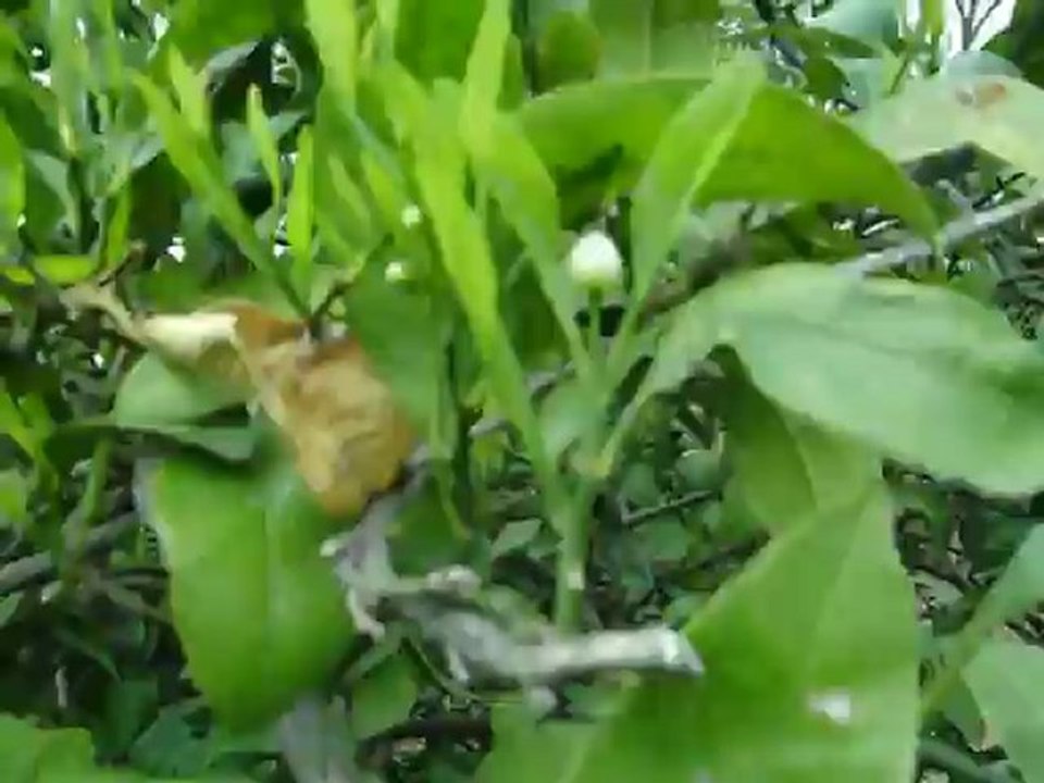 secan fort uygulaması 3 gün sonrası 2012