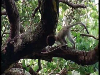 Заговор собак / The Canine Conspiracy (ВВС/2002)