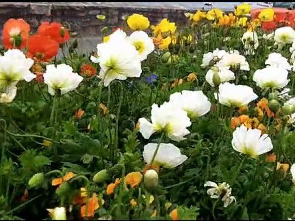 trail erquy course landes et bruyeres 2012 reportage avec mario et son pet vélo