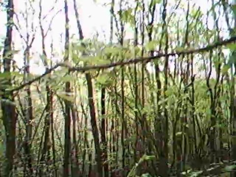 deux sangliers vus devant les chiens