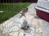 24_07 712 ASHLEY mon lapin angora Anglais