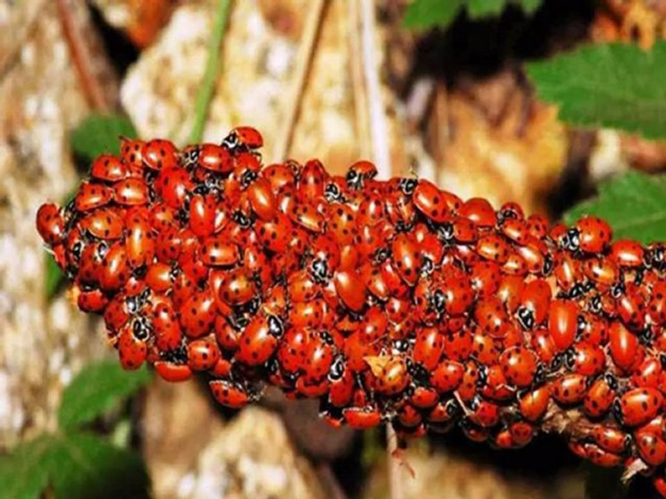 Pour le plaisir des yeux