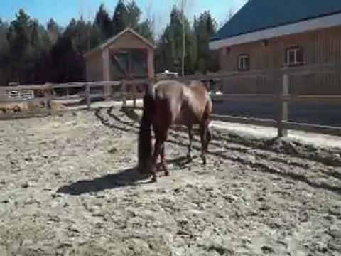 ma jument qui se defoule