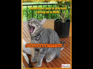 HUMOUR DE CHIENS ET CHATS PAR MIMIE 2159