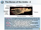 The Skeletal System 2 - What are the Bones of the Lower Extremity