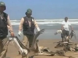 Pérou : 200 pélicans et 800 dauphins morts