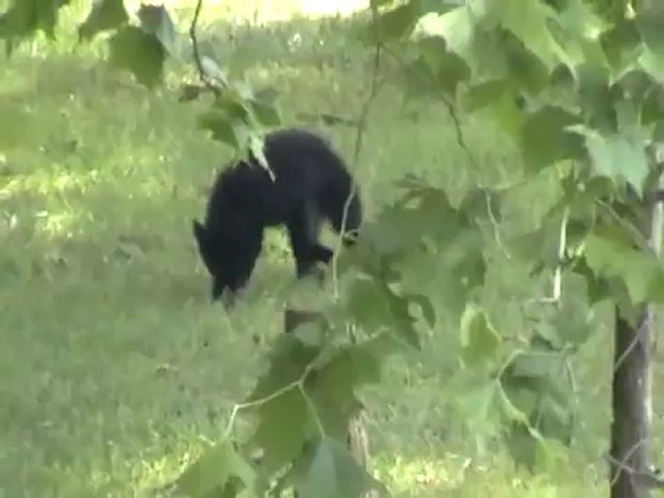 Brigitte Grisanti Watching a Baby Bear in the Smoky Mountains