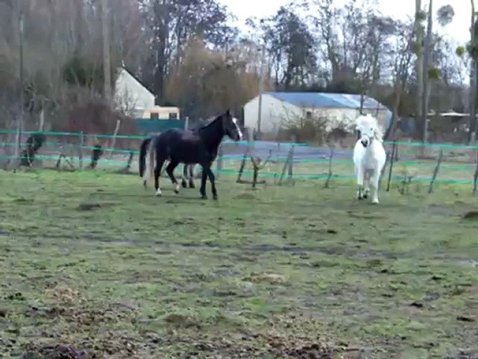 Titi, Luna et Réglisse