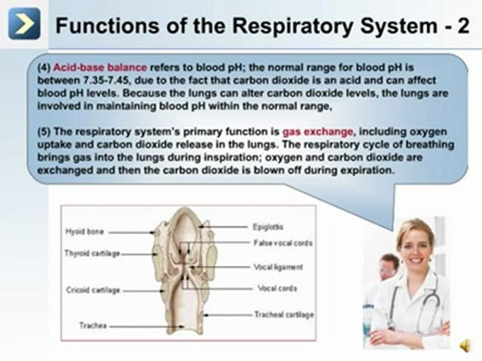 The Respiratory System - Part 1 of 4 - video Dailymotion